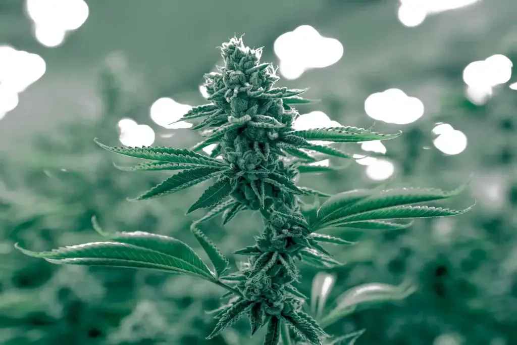 Delaware Cannabis SEO Company (1)