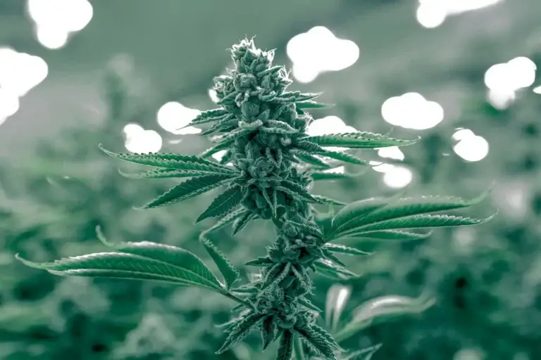 Delaware Cannabis SEO Company (1)