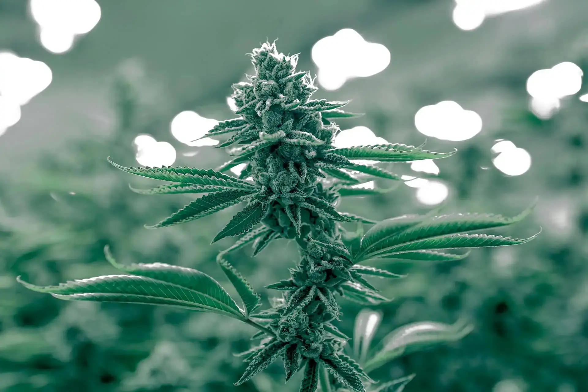 Delaware Cannabis SEO Company (1)