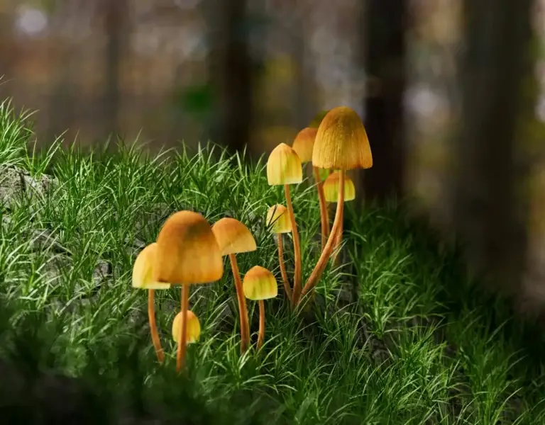 Psilocybin Marketing