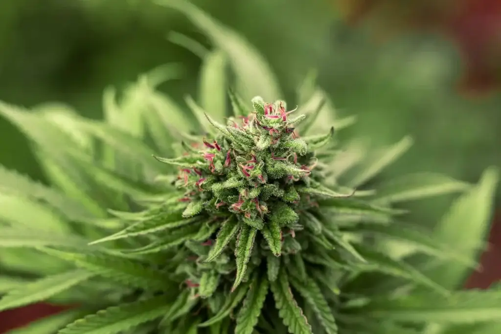 dispensary seo agency and cannabis dispensary search engine optimization (1)