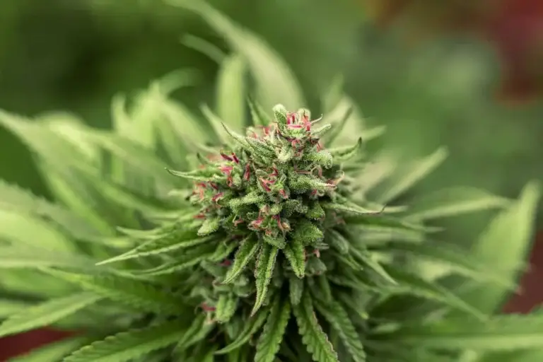 dispensary seo agency and cannabis dispensary search engine optimization (1)