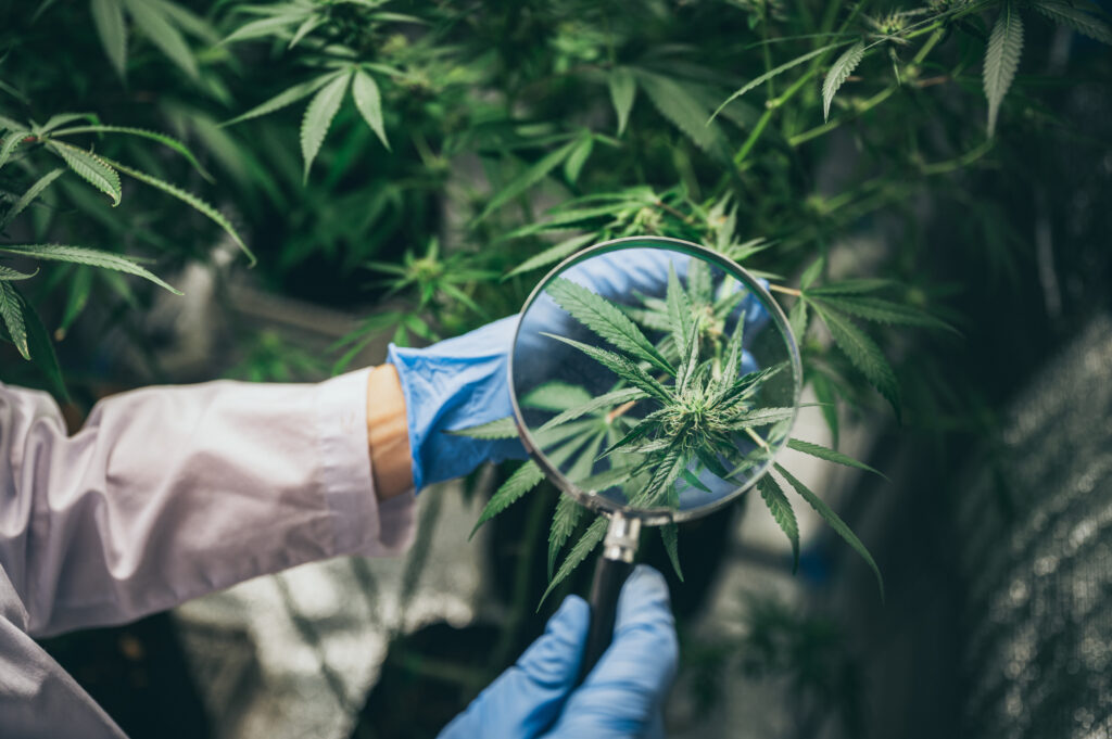 maryland cannabis loans