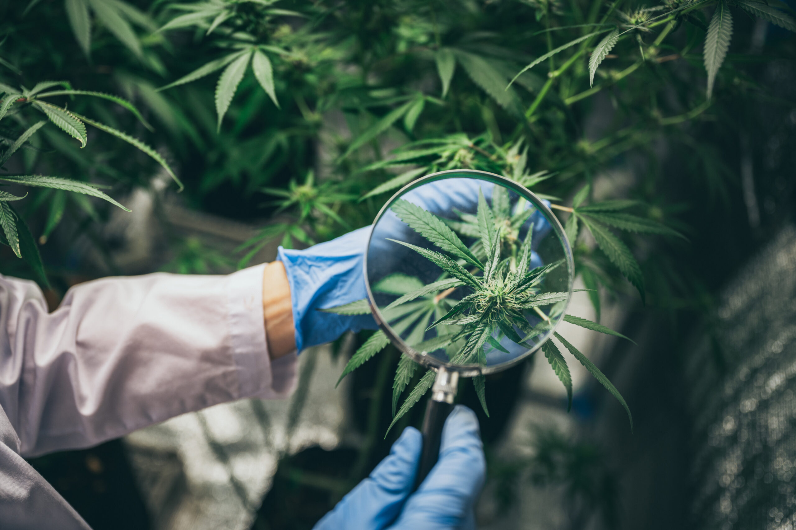 maryland cannabis loans